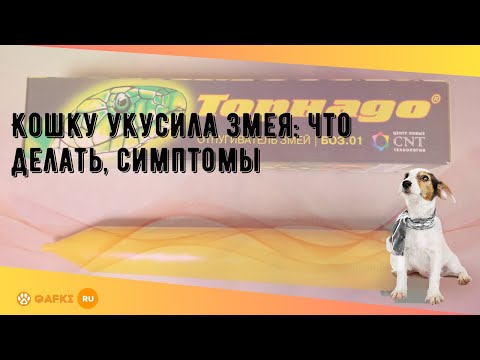 Видео: Отравление укусом коралловой змеи у кошек