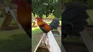 Mel Sims Brownred Cross With Radio