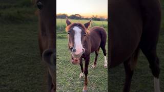 What is this baby horse doing? #equestrian #foals