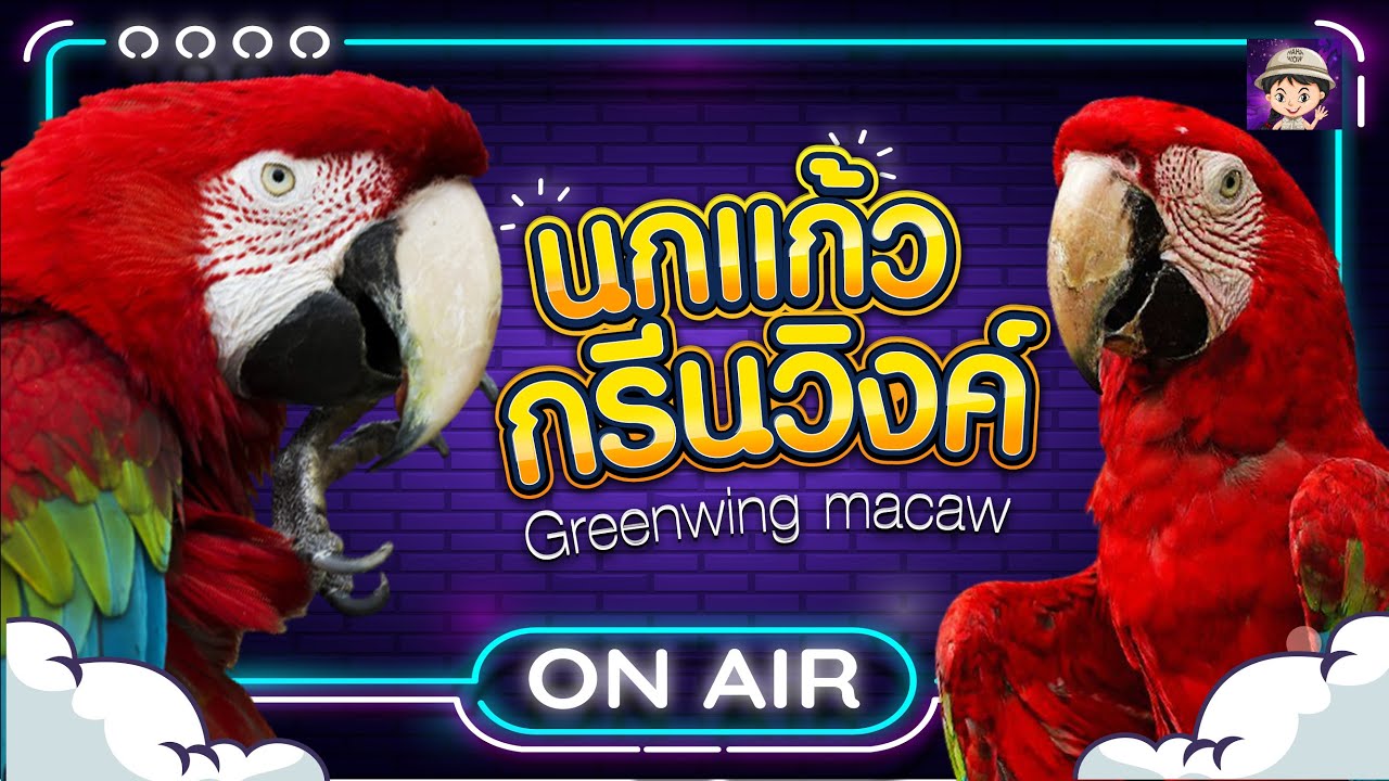 กรีนวิงค์ มาคอว์ รู้ก่อนเลี้ยง /Green Wing Macaw