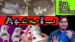 How To Give Hand Feeding To Java Chicks | Hand Feeding To Java Finch Babies | Kytee Feed | Islamabad