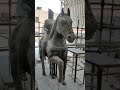 clay model of horse