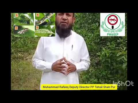Citrus psylla and chemical control