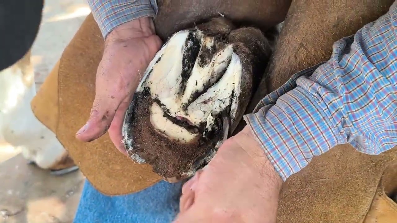 Vídeo 2°, égua #animal   ficava só deitada com muita dor !