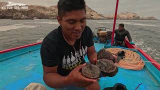 Pescadores hacen Esto! Para EXTRAER PULPOS Gigantes y Cocinan el SUDADO mas fresco del mundo