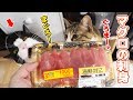 猫が生まれて初めてマグロの刺身を食べた時の反応ｗ