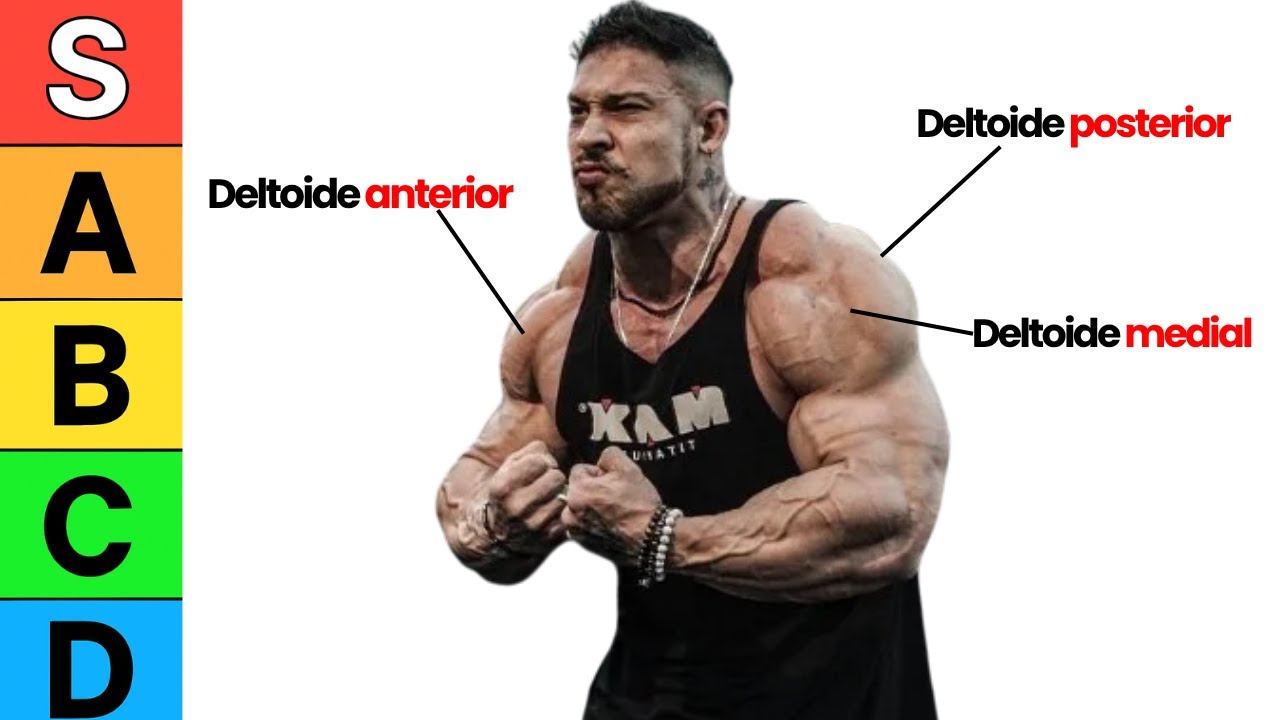 os MELHORES exercícios de DELTÓIDE (Tier-List baseado em Ciência)