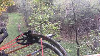 4 Monster Whitetail Bucks chasing does