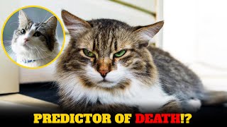 This Cat Can Predict Your Death...