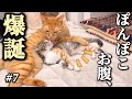 「すずめ、1キロになりました。」たくさん食べて、たくさん遊んで、家族になっていく〜コハク8号とすずめの日々【#7】