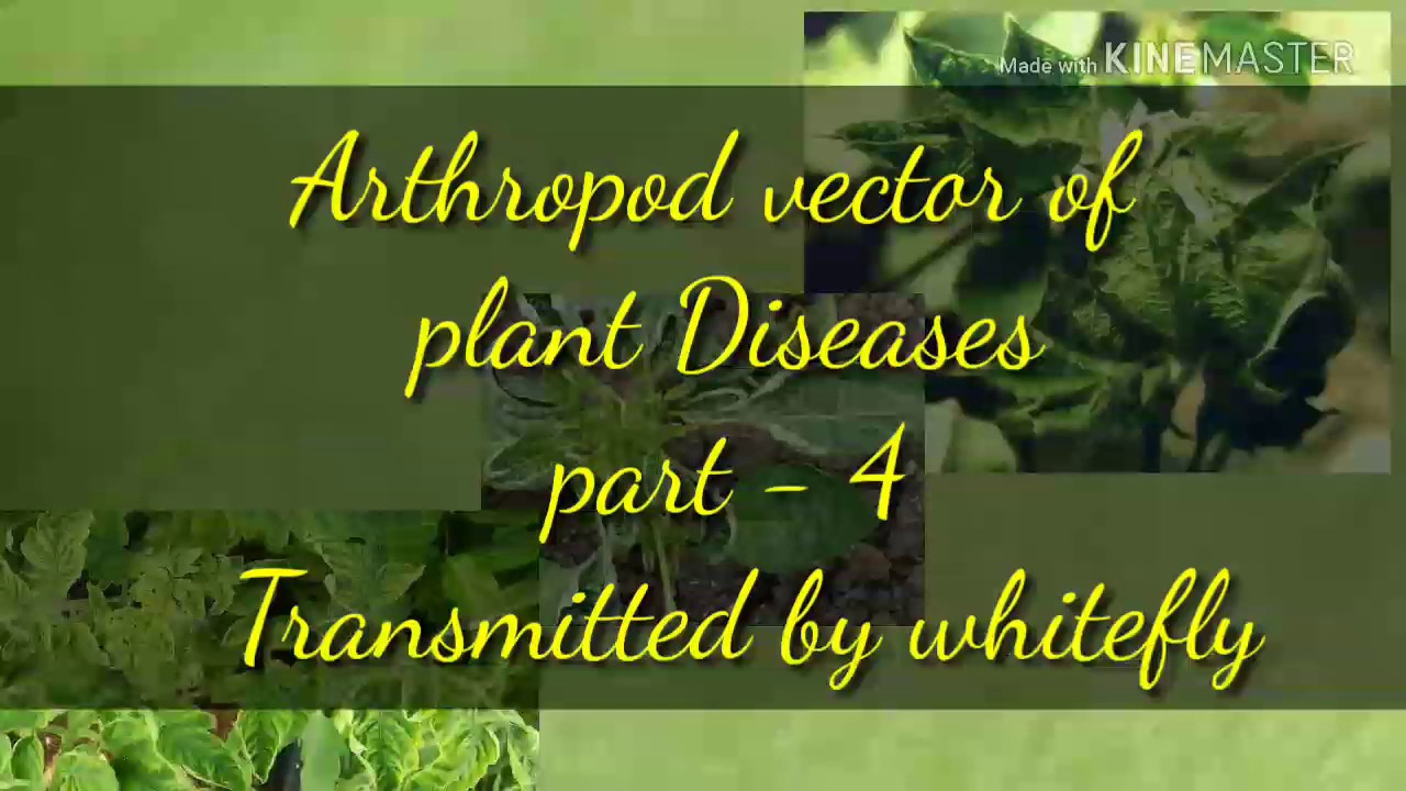 Arthropod vector of plant diseases part - 4 transmitted by whitefly