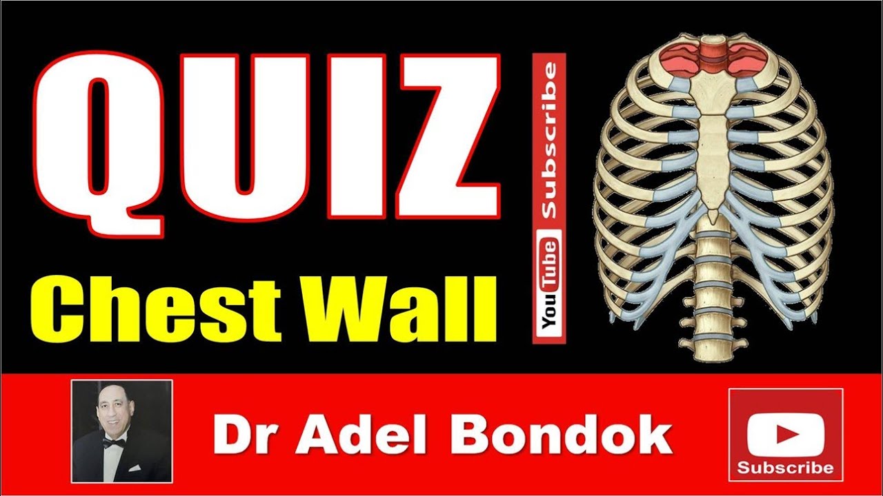 Quiz on the Chest Wall Anatomy, Dr Adel Bondok Making Anatomy Easy