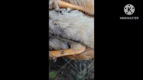 Bẫy chim đa đa: cuab noog qeb qag qag mag zoo kawg