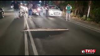Python crossing street in Kerala brings traffic to a halt! Video is Viral