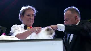 World Show 2022 Belgio - Mechelen by Welcome Cattery 99 views 1 year ago 5 minutes, 28 seconds
