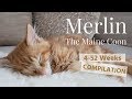 Merlin the Maine Coon - 4-52 WEEKS COMPILATION