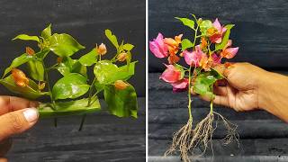 This 5-Minute Aloe Vera Trick Makes Bougainvillea Sprout New Growth Like Crazy.