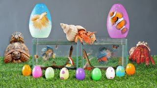 Colorful Surprise Eggs, Butterfly Fish, Lobster, Eel, Koi Fish, Betta Fish, Goldfish, Turtles, Part2