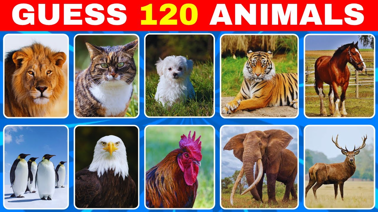 Сможете ли вы угадать 120 животных за 3 секунды?