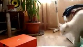 Как уходят коты Ver 2 Юмор! Прикол! Смех Как уходят коты Ver 2 Юмор! Прикол! Смех