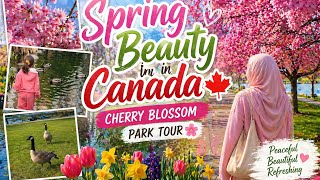 Spring Beauty in Canada 🍁 | Cherry Blossom Park Tour 🌸 #cherryblossomsparrow #park 