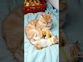 可愛いヒヨコと猫達の愛と癒しの世界