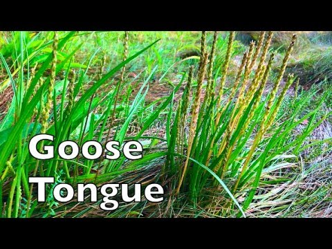 Video: Hemigraphis Dragon’s Tongue - Mọc Lưỡi Rồng trong Thủy cung