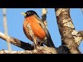 Merle damrique chant  american robin song