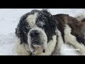 Ours le Saint-Bernard Mange de la Neige