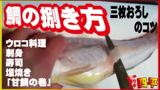 プロ捌き甘鯛(26話目)