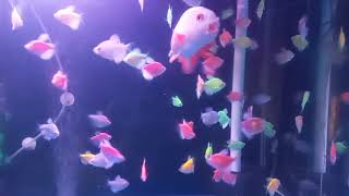 fun colorful fish ( ikan warna warni yang menyenangkan ) by Vi On 21 views 6 months ago 5 minutes, 2 seconds