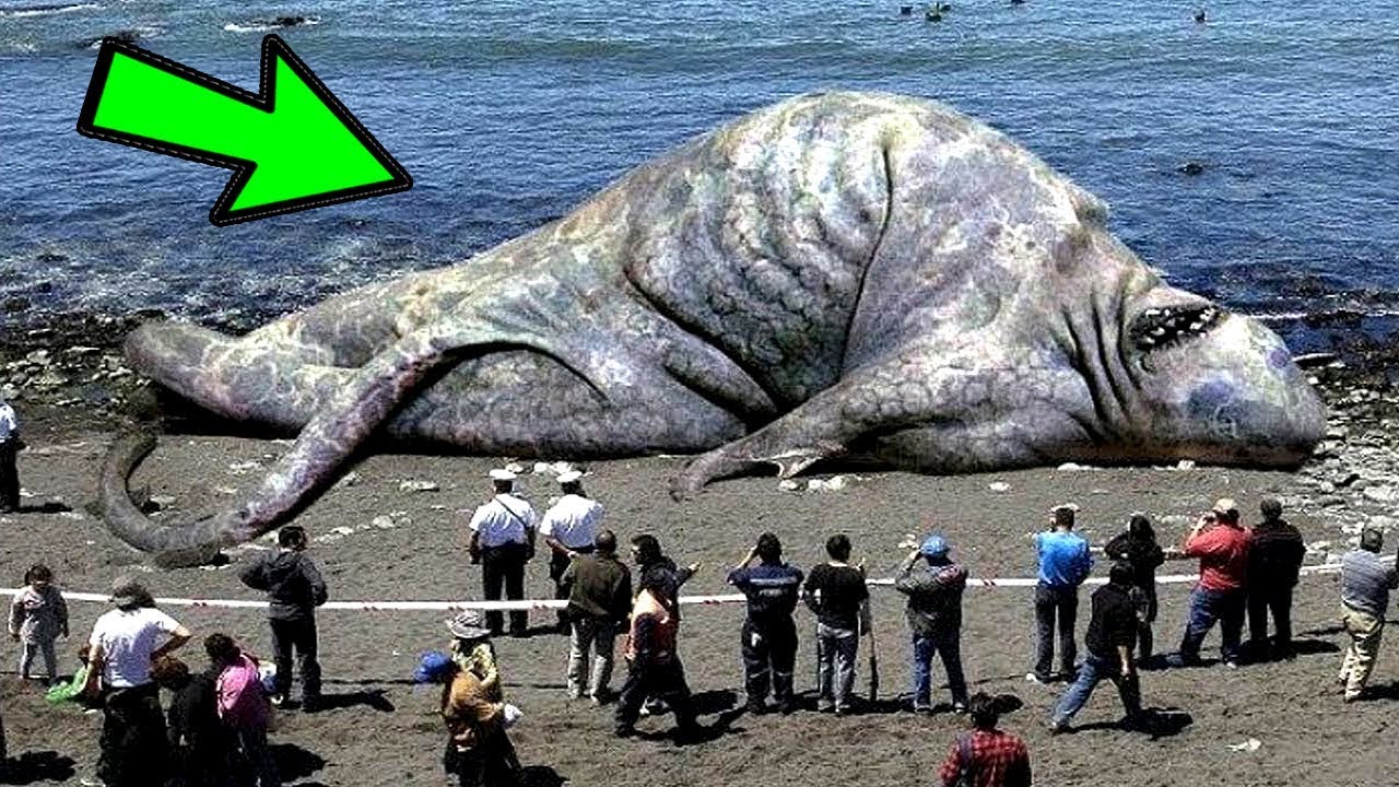 اكتشاف الحوت الازرق الذي ابتلع سيدنا يونس حي حتي الان مذكور في القرأن الكريم Youtube