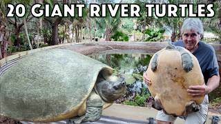 1000 lbs of Giant River Turtles