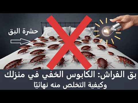 بق الفراش الكابوس الخفي في منزلك وكيفية التخلص منه نهائي ا