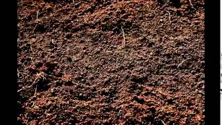 brian regan, stupid in school: cup of dirt