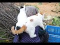 しろと柴刈り 191226