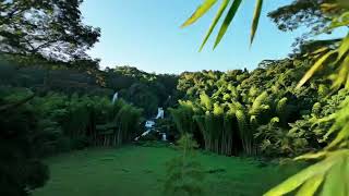 Tropical Forest Escape 🌴 – Waterfalls & Bamboo in 4K Serenity