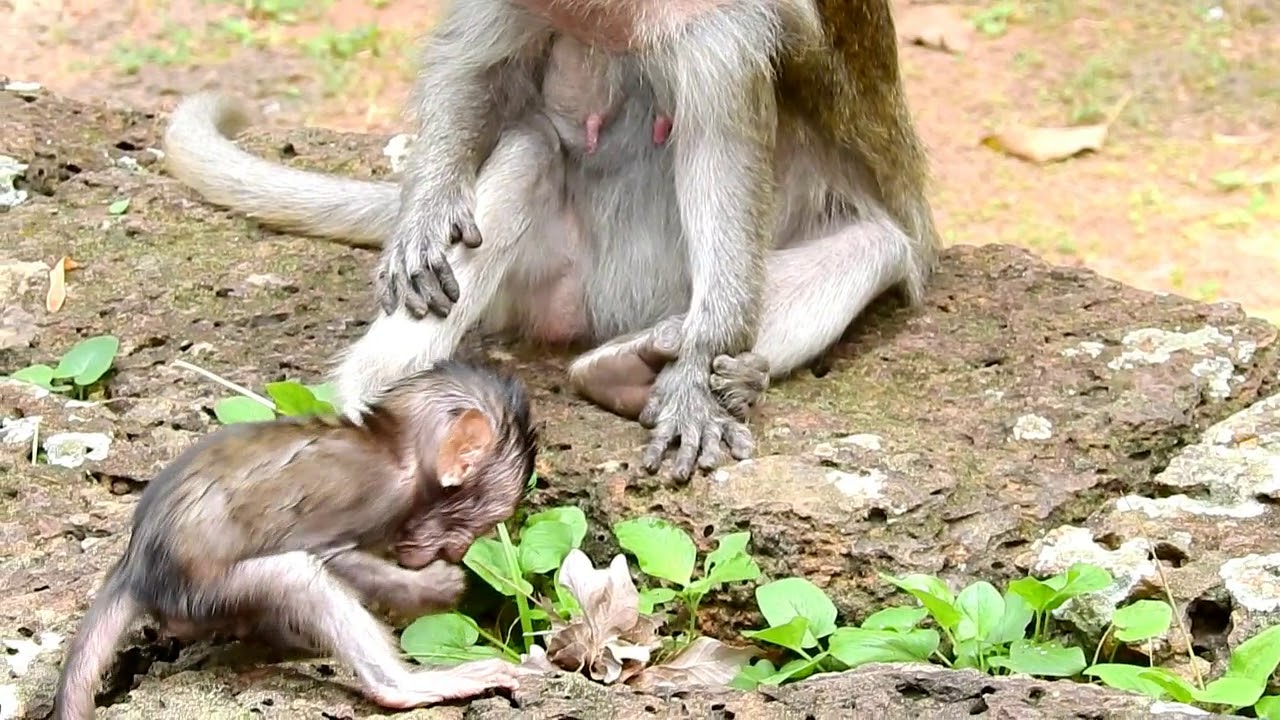 Poor Baby Maci Monkey Was Pulled Down From The Tree By Dee Dee..!