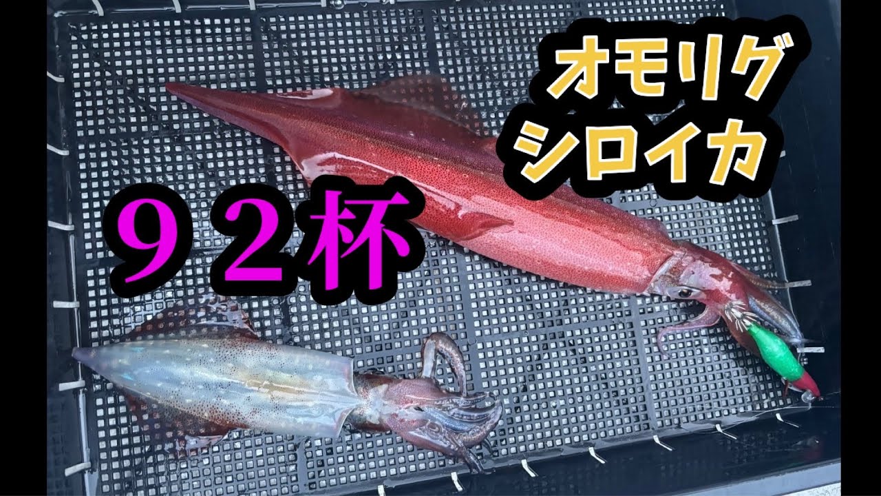 Omorig. 92 squid (swordtip squid and white squid)! - YouTube