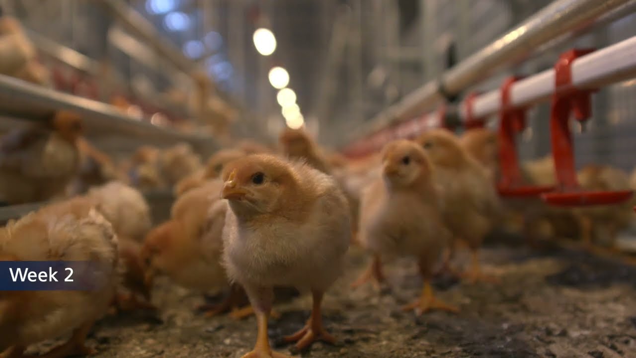 NivoMaxx® rearing system