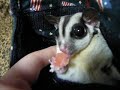 sugar eats water melon