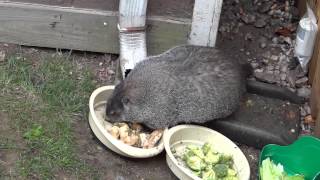 Big Fat Groundhog News