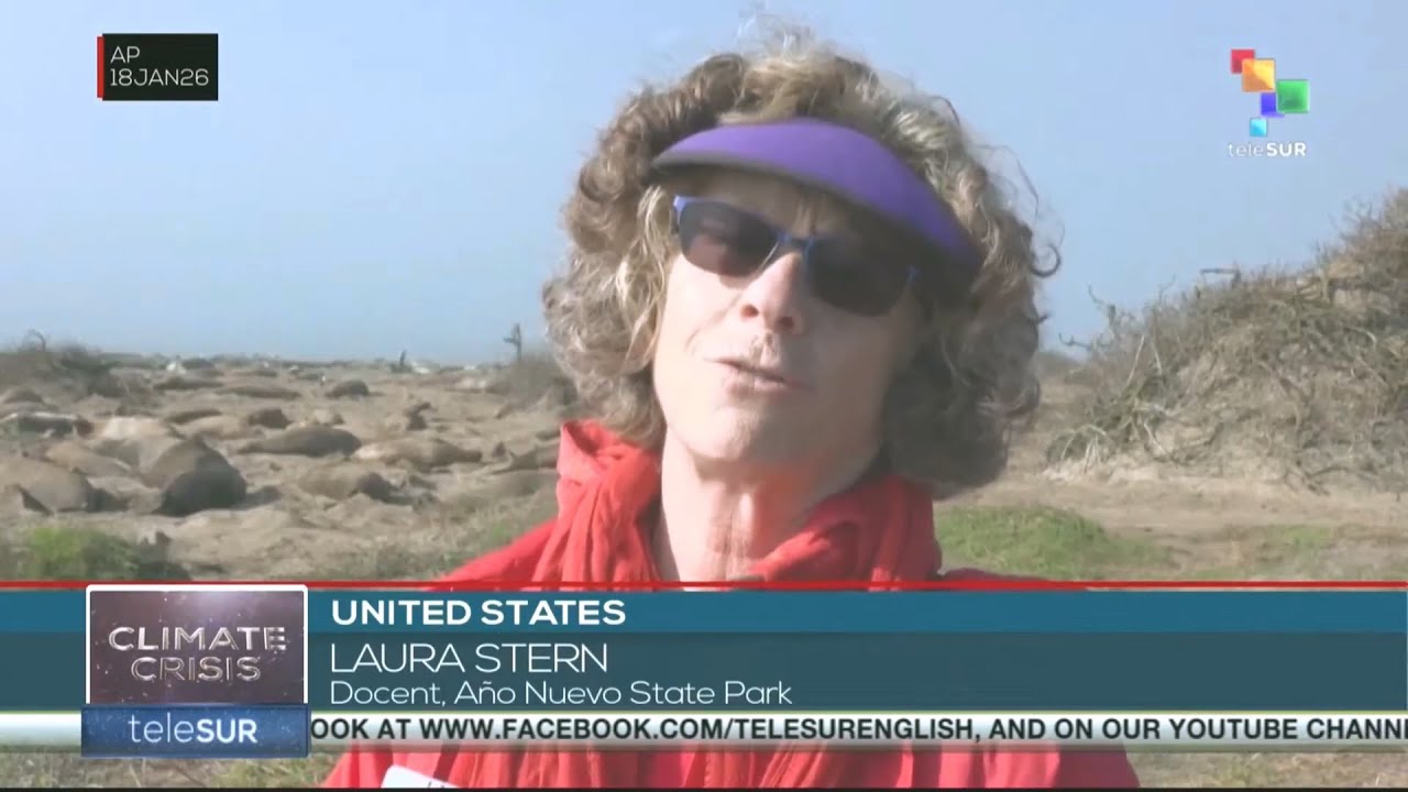 В государственном парке Аньо-Нуэво начался сезон размножения морских слонов.