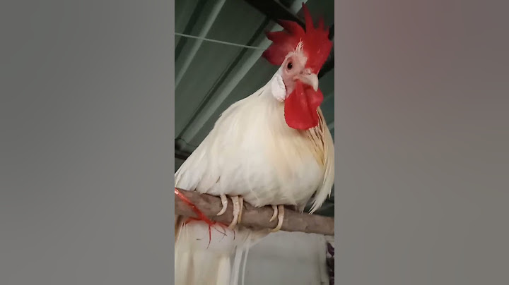 ไก่หางยาวญี่ปุ่นเลี้ยงในไทย
