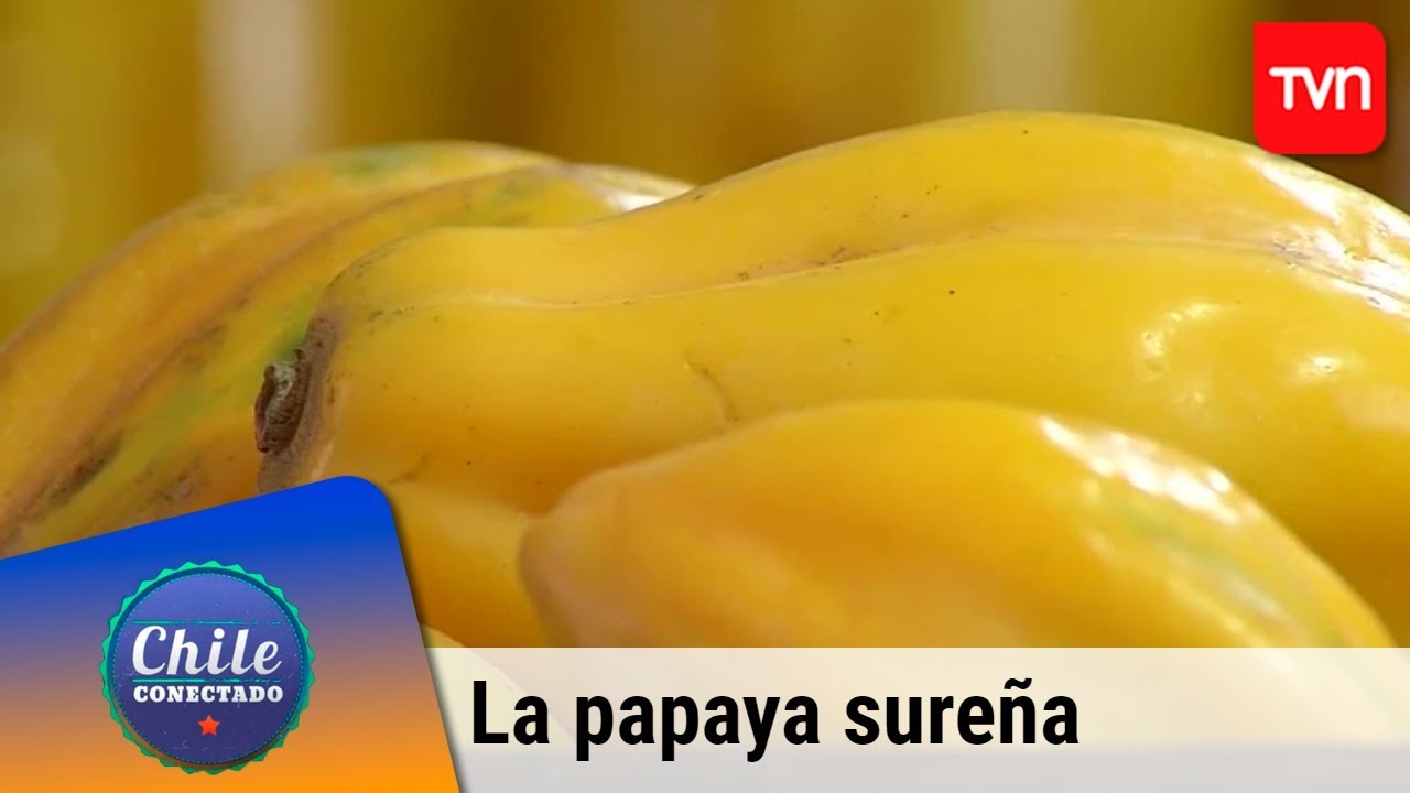 El rico sabor de la papaya sureña | Chile conectado | Buenos días a todos