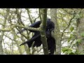 Short video crow mating - Accouplement de corneille.