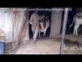 Rehman Cattle Farm Chamak Challo Bachiya 2012