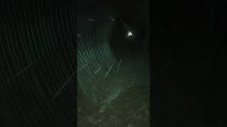 GIANT spider web in my path!