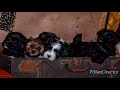 Tibetan Terrier - first year of life