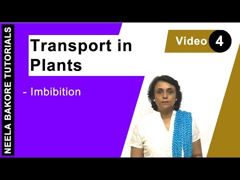 transport-in-plants---imbibition